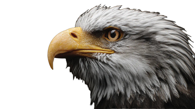 Eagle Close-Up Vinyl Car Decal Sticker – Waterproof & UV-Resistant 5.4