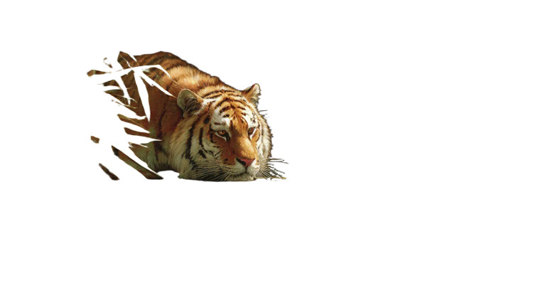 Tiger In Pond Vinyl Car Decal Sticker – Waterproof & UV-Resistant 5.4