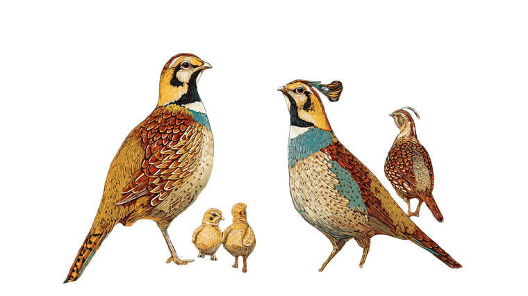 Gambel Quail Family V2 Vinyl Car Decal Sticker – Waterproof & UV-Resistant 2.72"