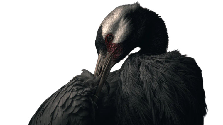 Feathered Solitude Vinyl Car Decal Sticker – Waterproof & UV-Resistant 2.72"