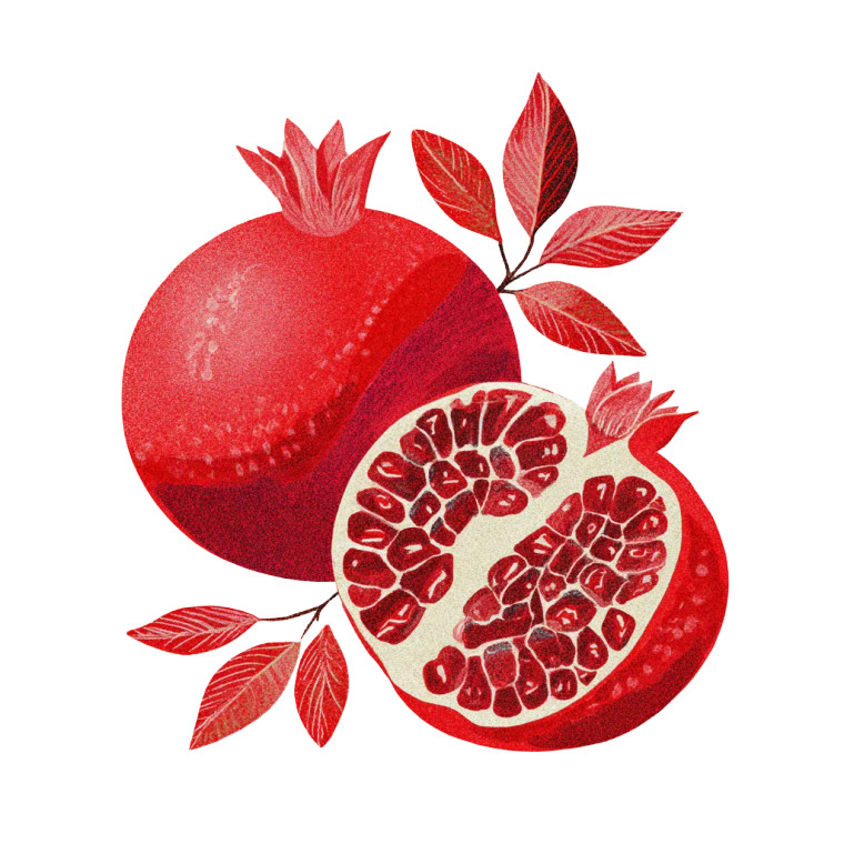Pomegranate Illustration V2 Vinyl Car Decal Sticker – Waterproof & UV-Resistant 6.826666666666667"