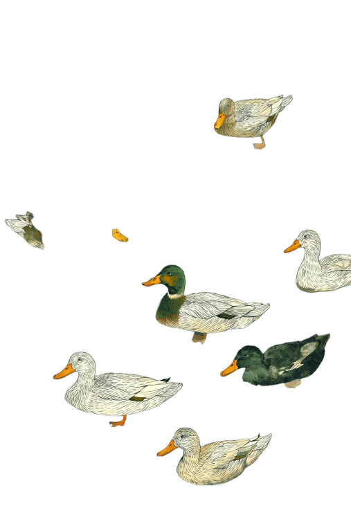 Ducks In River Vinyl Car Decal Sticker – Waterproof & UV-Resistant 8.96"