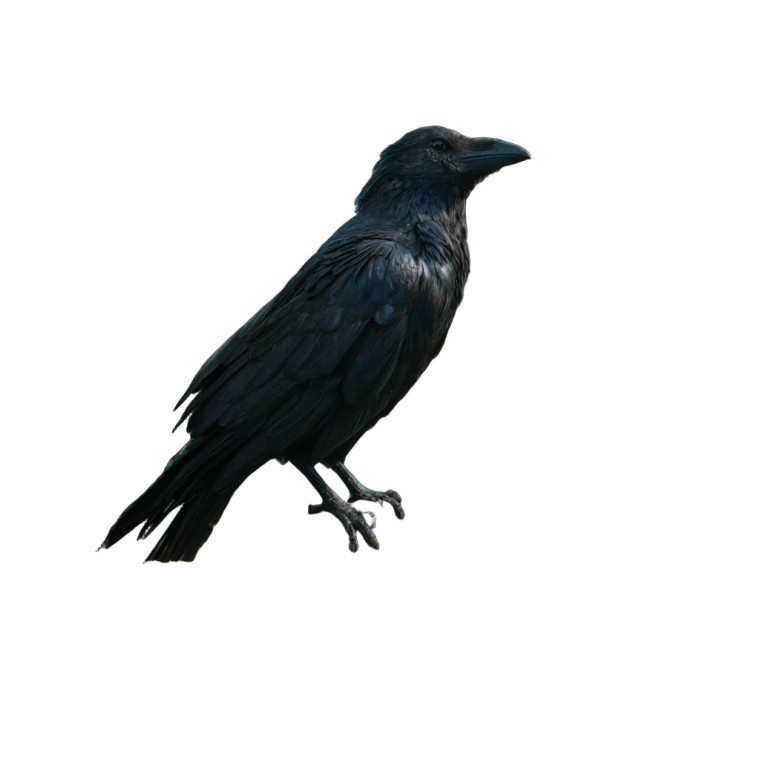 Ultra-Realistic Raven Vinyl Car Decal Sticker – Waterproof & UV-Resistant 6.826666666666667"