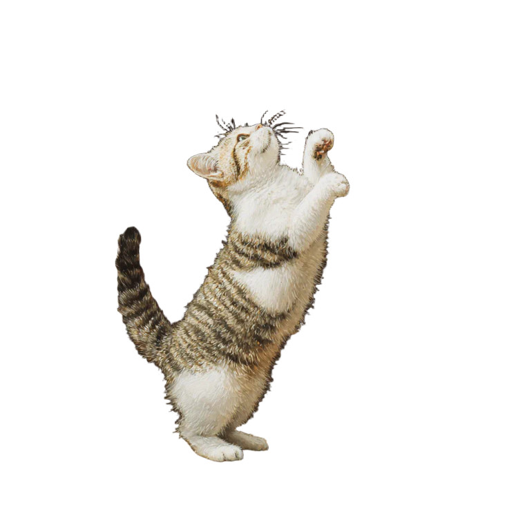 Dancing Ragdoll Cat Vinyl Car Decal Sticker – Waterproof & UV-Resistant 3.4133333333333336"