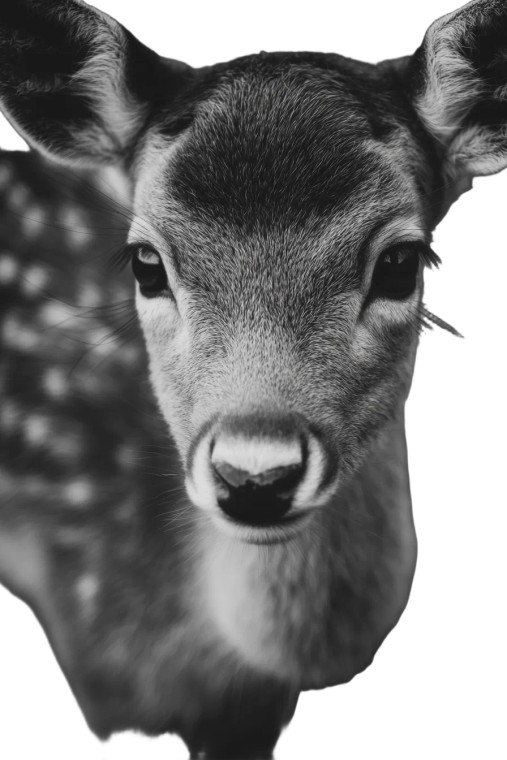 Young Fawn Portrait Vinyl Car Decal Sticker – Waterproof & UV-Resistant 4.4