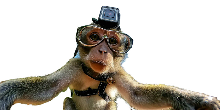 Tech-Savvy Monkey Vinyl Car Decal Sticker – Waterproof & UV-Resistant 5.12"
