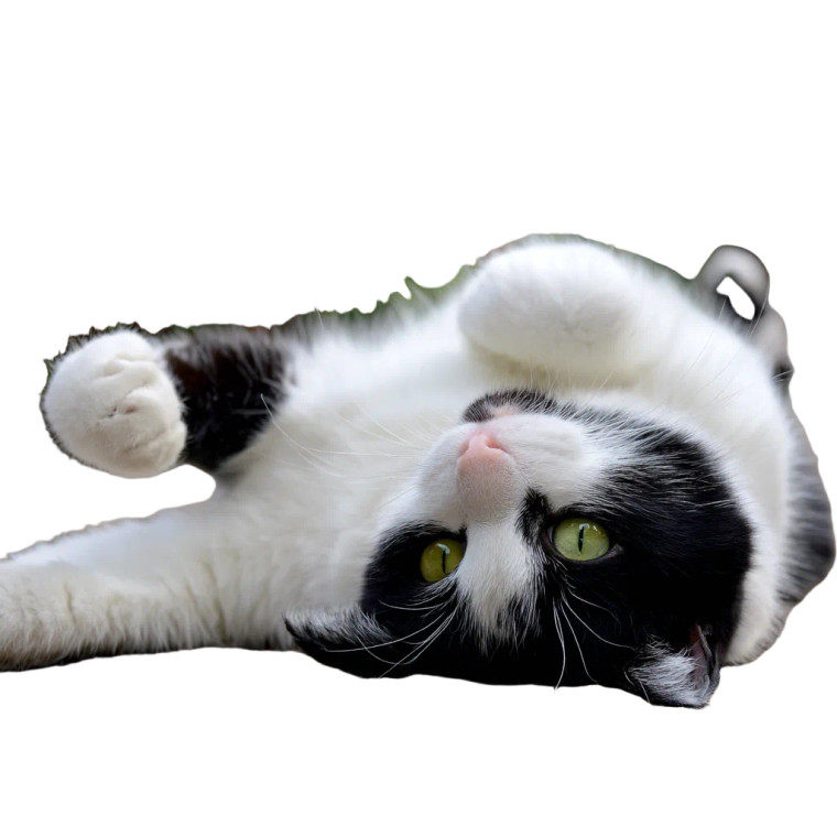 Cow-Patterned Cat Vinyl Car Decal Sticker – Waterproof & UV-Resistant 3.4133333333333336"