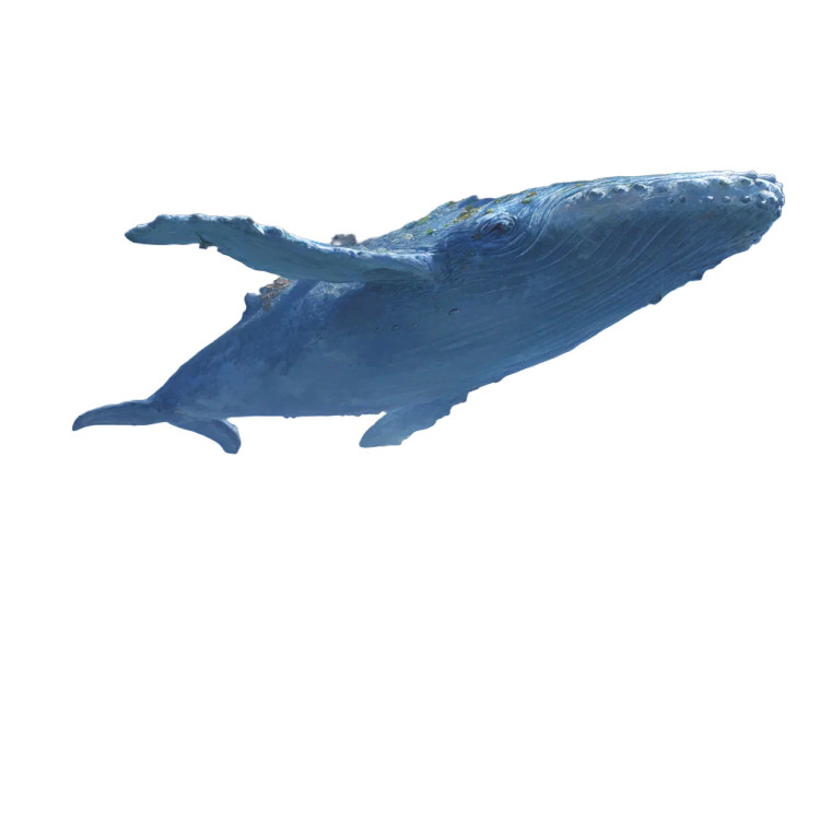 Sky Whale Demi-Gods Vinyl Car Decal Sticker – Waterproof & UV-Resistant 3.4133333333333336"
