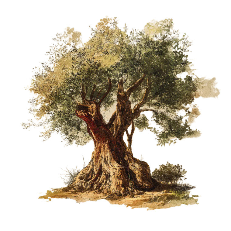 Olive Tree Vinyl Car Decal Sticker – Waterproof & UV-Resistant 3.4133333333333336"