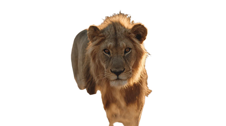 Lion At Sunset Vinyl Car Decal Sticker – Waterproof & UV-Resistant 2.72"