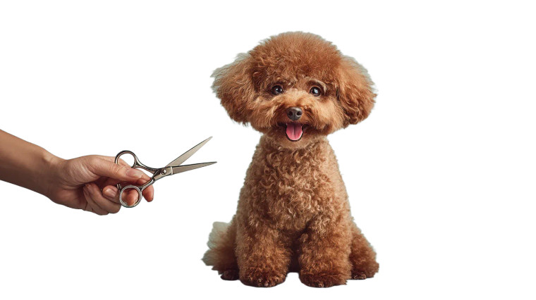 Happy Grooming Poodle Vinyl Car Decal Sticker – Waterproof & UV-Resistant 5.4