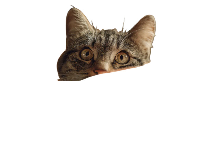 Hopeful Cat Vinyl Car Decal Sticker – Waterproof & UV-Resistant 2.986666666666667"