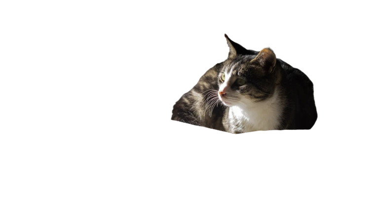 Sunlit Cat V4 Vinyl Car Decal Sticker – Waterproof & UV-Resistant 5.4