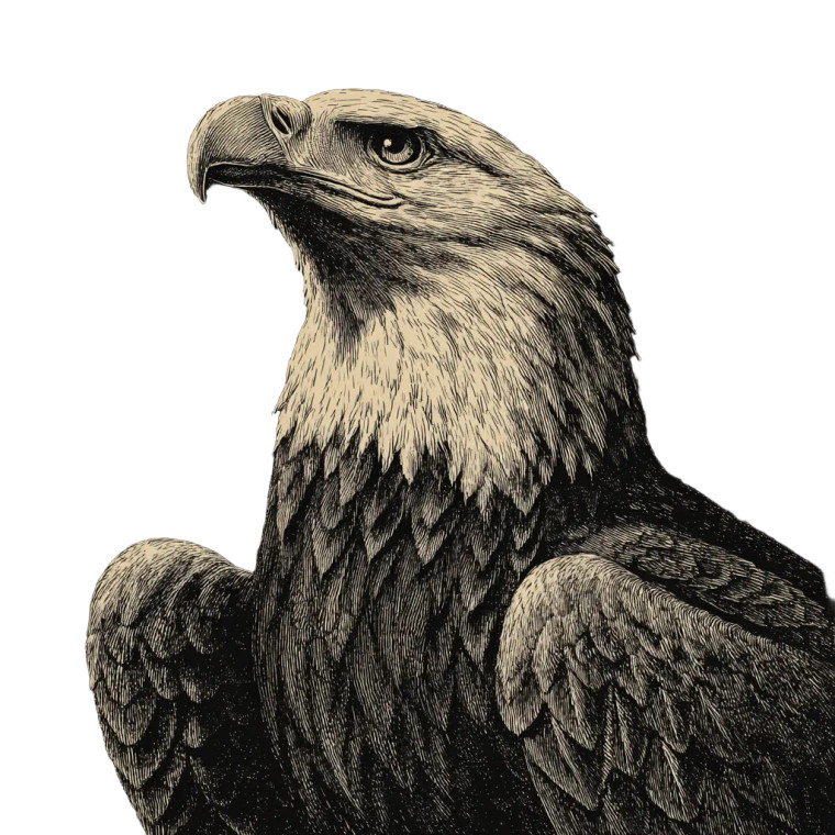Vintage Bald Eagle Vinyl Car Decal Sticker – Waterproof & UV-Resistant 6.826666666666667"