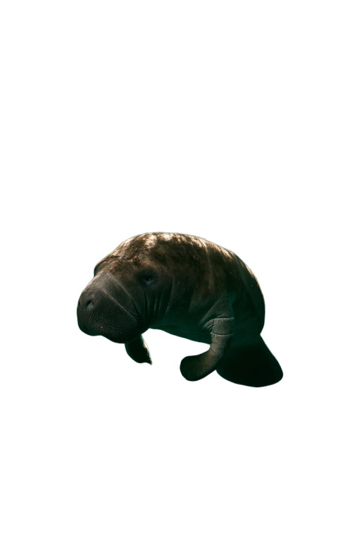 Underwater Sea Cow Vinyl Car Decal Sticker – Waterproof & UV-Resistant 8.96"
