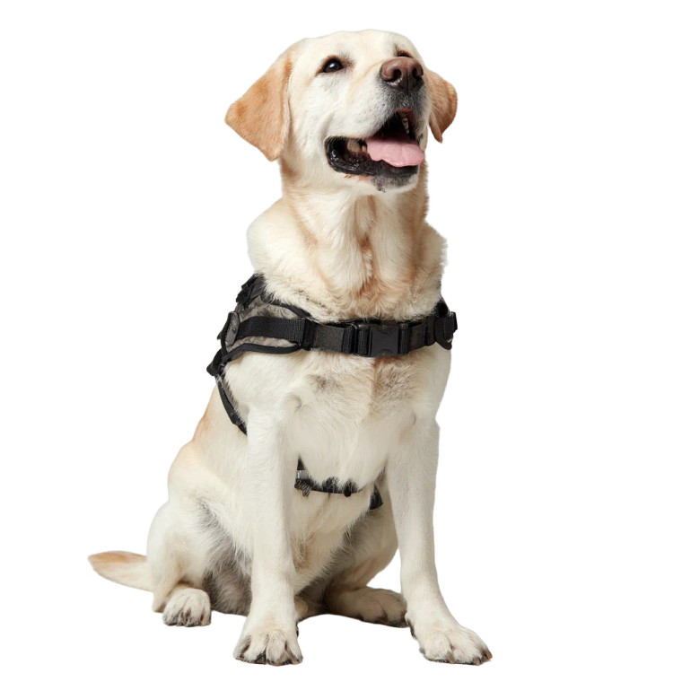 Happy Guide Dog Vinyl Car Decal Sticker – Waterproof & UV-Resistant 3.4133333333333336"
