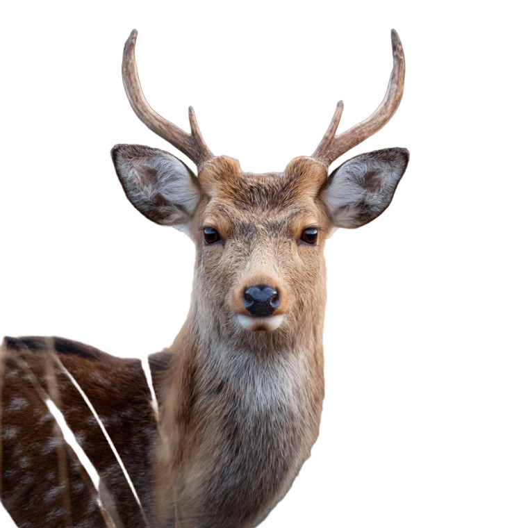 Sika Deer Vinyl Car Decal Sticker – Waterproof & UV-Resistant 3.4133333333333336"