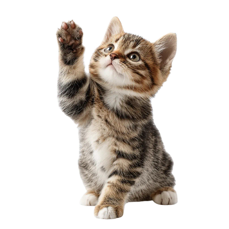 Playful Kitten V4 Vinyl Car Decal Sticker – Waterproof & UV-Resistant 3.4133333333333336"