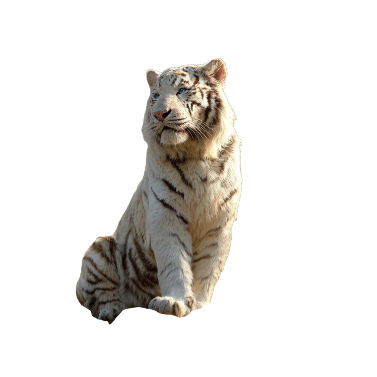 Majestic White Tiger V13 Vinyl Car Decal Sticker – Waterproof & UV-Resistant 3.4133333333333336"