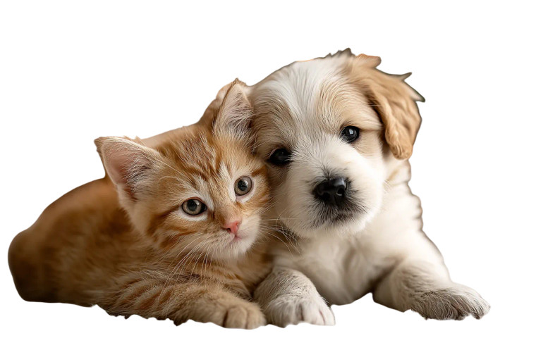 Kitten And Puppy Play Vinyl Car Decal Sticker – Waterproof & UV-Resistant 2.986666666666667"