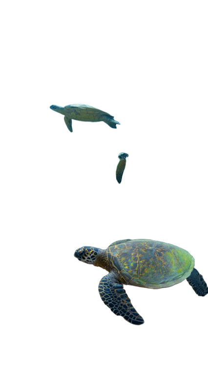Sea Turtles Gliding Vinyl Car Decal Sticker – Waterproof & UV-Resistant 9.706666666666667"
