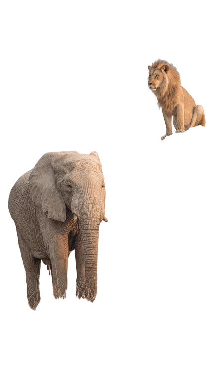 Elephant And Lion V2 Vinyl Car Decal Sticker – Waterproof & UV-Resistant 4.8533333333333335"