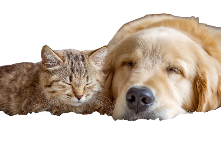 Sleeping Pets Duo V3 Vinyl Car Decal Sticker – Waterproof & UV-Resistant 2.986666666666667"