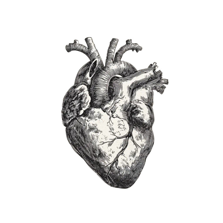 Vintage Heart Sketch Vinyl Car Decal Sticker – Waterproof & UV-Resistant 6.826666666666667"