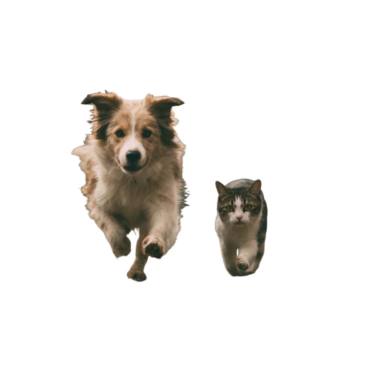 Dog Chases Cat V2 Vinyl Car Decal Sticker – Waterproof & UV-Resistant 3.4133333333333336"