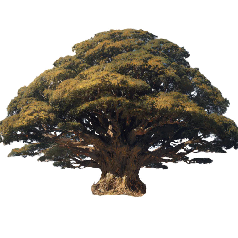 Majestic Tree Vinyl Car Decal Sticker – Waterproof & UV-Resistant 6.826666666666667"