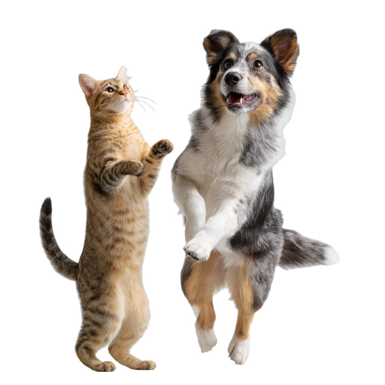 Happy Cat And Dog Vinyl Car Decal Sticker – Waterproof & UV-Resistant 6.826666666666667"