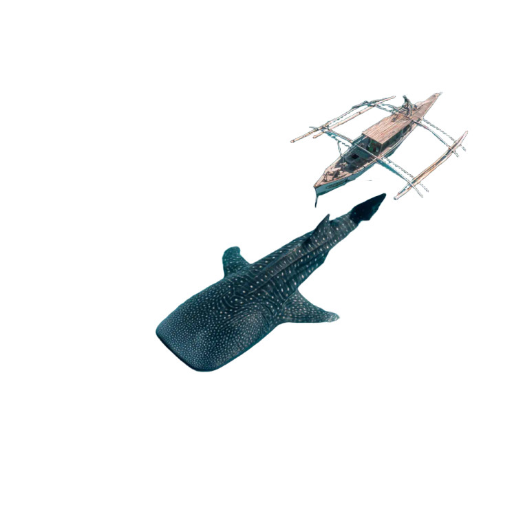 Whale Shark Watching Vinyl Car Decal Sticker – Waterproof & UV-Resistant 3.4133333333333336"