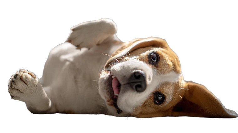 Joyful Beagle Vinyl Car Decal Sticker – Waterproof & UV-Resistant 5.4