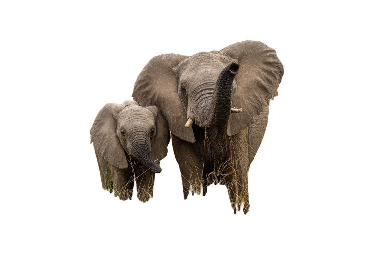 Mother Elephant Protects Vinyl Car Decal Sticker – Waterproof & UV-Resistant 5.97333333333333