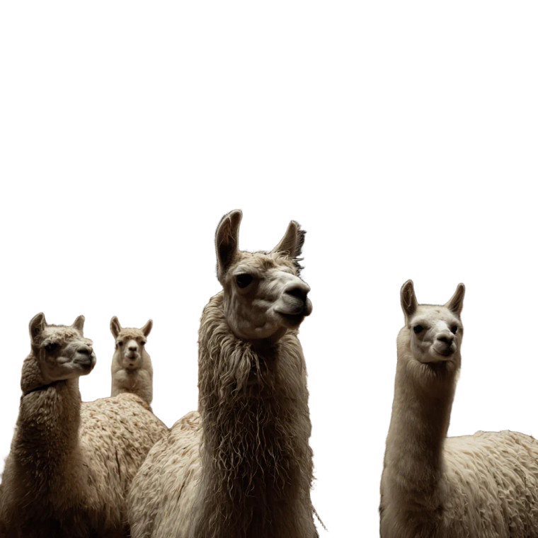 Lamas At Auditorium Vinyl Car Decal Sticker – Waterproof & UV-Resistant 3.4133333333333336"