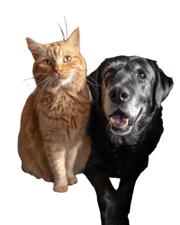 Senior Pets Together Vinyl Car Decal Sticker – Waterproof & UV-Resistant 4.0"