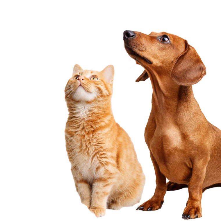 Orange Cat & Dachshund Vinyl Car Decal Sticker – Waterproof & UV-Resistant 6.826666666666667"