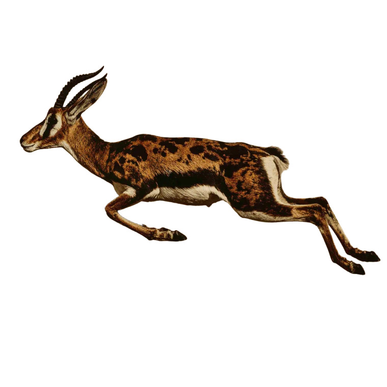 Graceful Antelope Vinyl Car Decal Sticker – Waterproof & UV-Resistant 3.4133333333333336"
