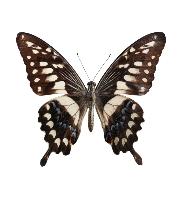 Hyper-Realistic Butterfly Vinyl Car Decal Sticker – Waterproof & UV-Resistant 3.6