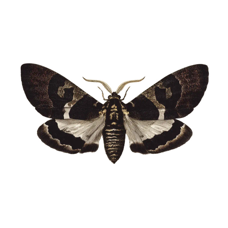 Antique Moth Drawing Vinyl Car Decal Sticker – Waterproof & UV-Resistant 6.826666666666667"