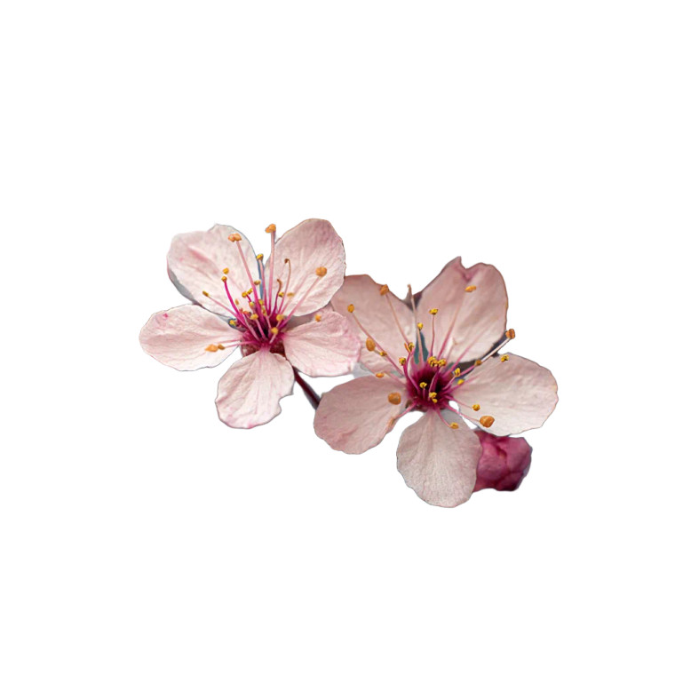 Spring Blossoms Vinyl Car Decal Sticker – Waterproof & UV-Resistant 6.826666666666667"
