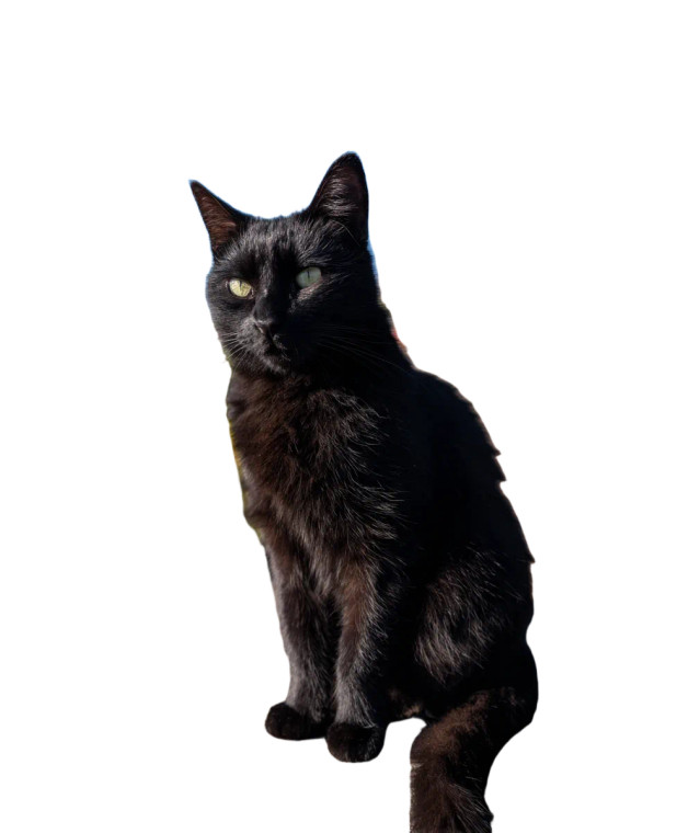 Black Cat Solar Vinyl Car Decal Sticker – Waterproof & UV-Resistant 8.0"