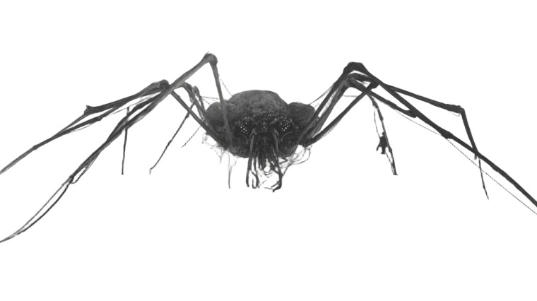 Antarctic Arachnoid Horror Vinyl Car Decal Sticker – Waterproof & UV-Resistant 5.4