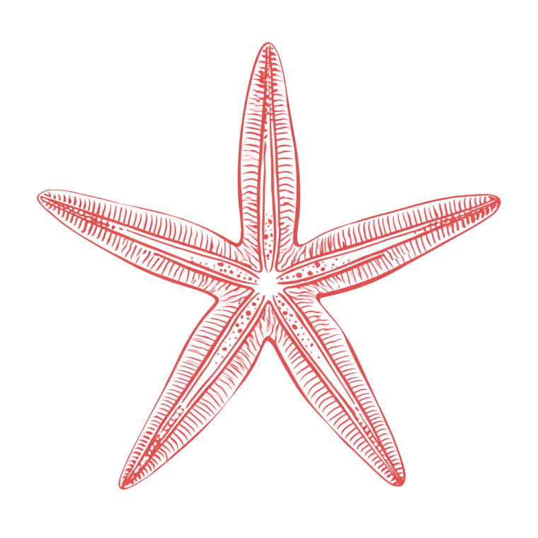 Starfish Drawing Vinyl Car Decal Sticker – Waterproof & UV-Resistant 6.826666666666667"
