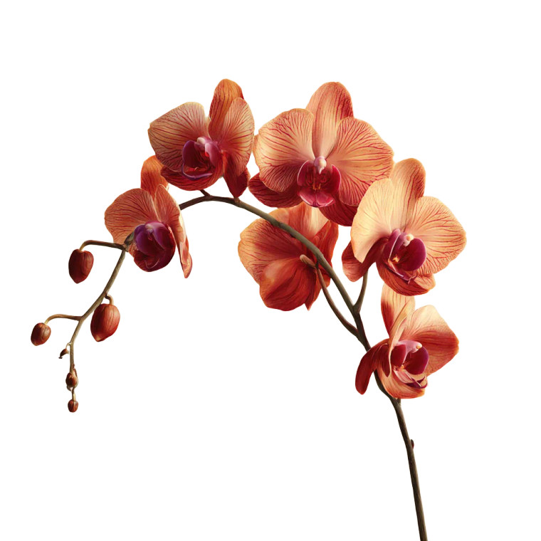 Goth Orchid Vinyl Car Decal Sticker – Waterproof & UV-Resistant 3.4133333333333336"