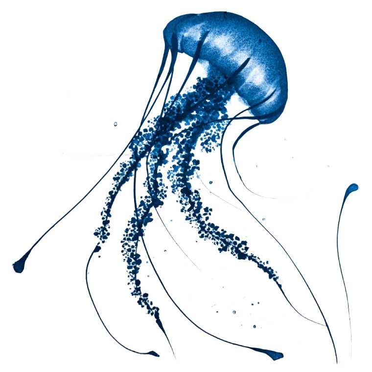 Jellyfish Painting Vinyl Car Decal Sticker – Waterproof & UV-Resistant 6.826666666666667"