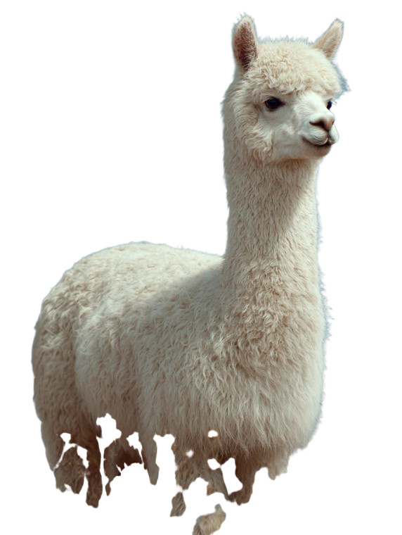 Alpaca In Meadow Vinyl Car Decal Sticker – Waterproof & UV-Resistant 8.213333333333333"