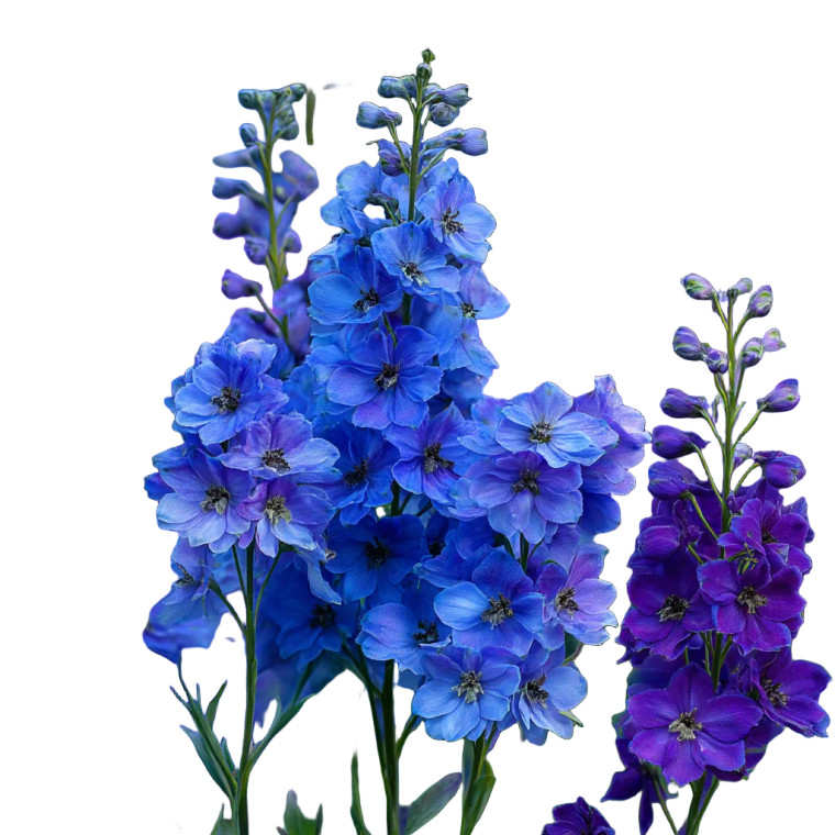 Blue Larkspur Flowers Vinyl Car Decal Sticker – Waterproof & UV-Resistant 3.4133333333333336" Blue Larkspur Flowers Vinyl Car Decal Sticker – Waterproof & UV-Resistant 3.4133333333333336"