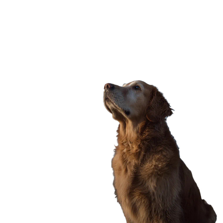 Golden Retriever Stargazing Vinyl Car Decal Sticker – Waterproof & UV-Resistant 3.4133333333333336"