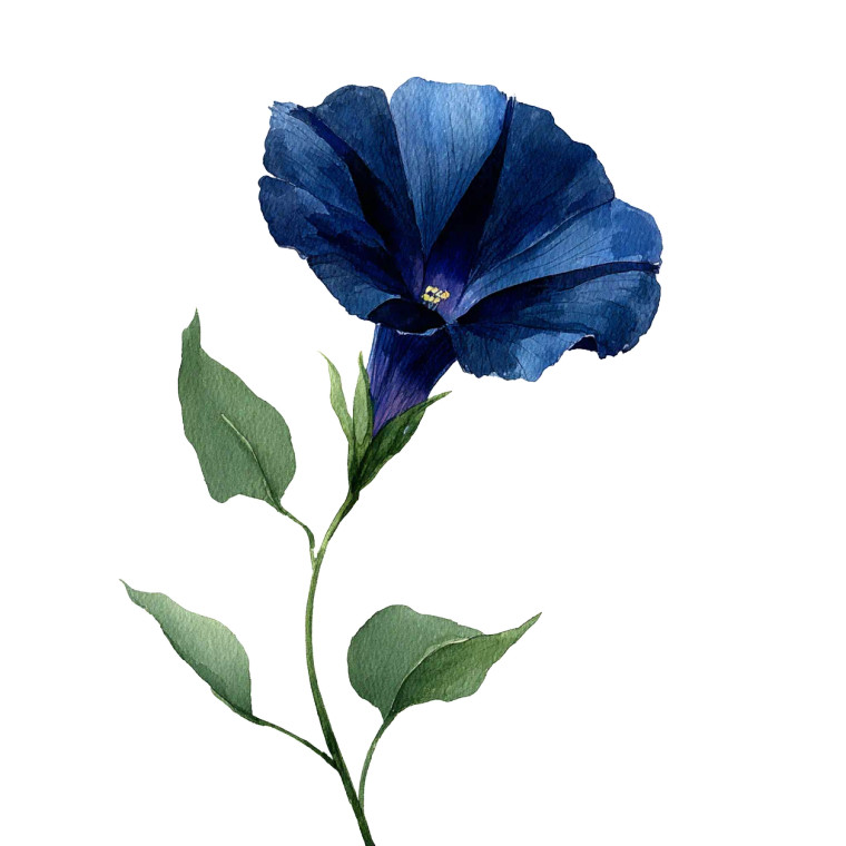 Navy Morning Glory Vinyl Car Decal Sticker – Waterproof & UV-Resistant 6.826666666666667"
